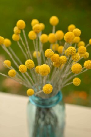 Golden Everlasting Craspedia Sun-Kissed Blooms for Timeless Decor