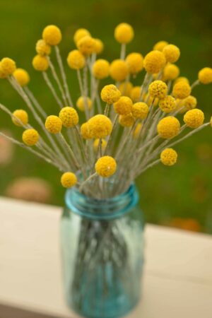 Golden Everlasting Craspedia Sun-Kissed Blooms for Timeless Decor