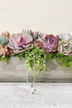 Succulent Garden Box A Perfect Gift for Loved Ones and Clients