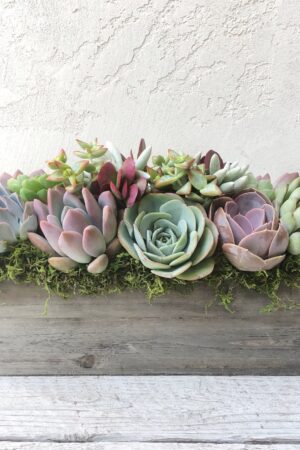 Succulent Garden Box A Perfect Gift for Loved Ones and Clients