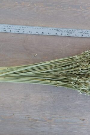 Natural Soft Green Avena Oats/Grains Bunch - Large 8oz Dried Avena Bouquet for Farmhouse Decor