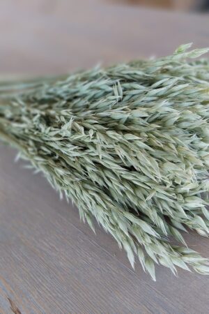 Natural Soft Green Avena Oats/Grains Bunch - Large 8oz Dried Avena Bouquet for Farmhouse Decor