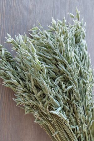 Natural Soft Green Avena Oats/Grains Bunch - Large 8oz Dried Avena Bouquet for Farmhouse Decor