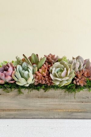 Succulent Garden Box A Perfect Gift for Loved Ones and Clients