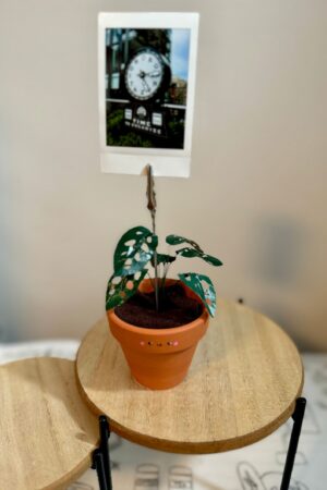 Monstera Adansonii Swiss Cheese Plant in a Handcrafted Photo Stand | 2" Potted Plant with Hand-Painted Leaves