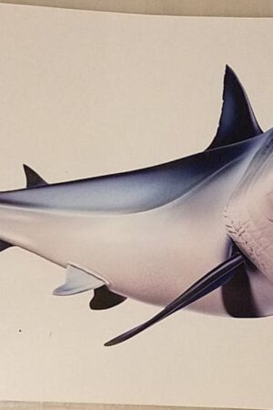 Mako Shark Decal Unleash the Predator on Your Boat