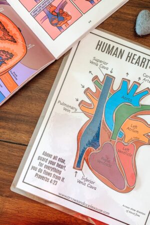 Discover the Heart's Secrets Printable Activity for Human Body Exploration