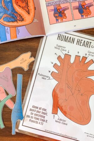 Discover the Heart's Secrets Printable Activity for Human Body Exploration