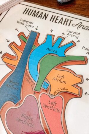 Discover the Heart's Secrets Printable Activity for Human Body Exploration