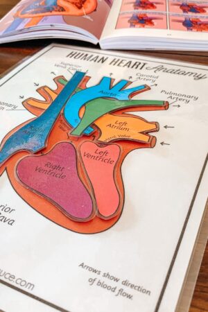 Discover the Heart's Secrets Printable Activity for Human Body Exploration