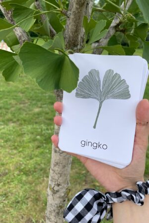 Unveiling Nature's Secrets Tree Leaf Identification Cards for Nature Enthusiasts and Educators