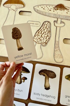 Montessori Mushroom Flashcards Unveil the Wonders of Nature for Early Learners