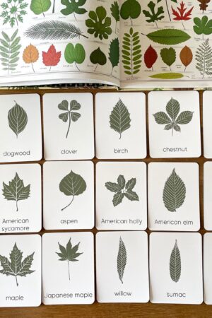 Unveiling Nature's Secrets Tree Leaf Identification Cards for Nature Enthusiasts and Educators