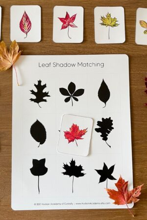 Autumnal Adventure Printable Fall Leaves Activity for Toddlers and Homeschoolers