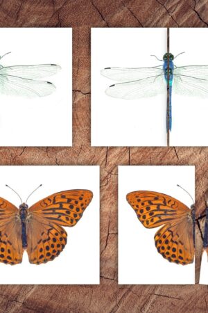 Engaging Insect Symmetry Puzzles and Matching Cards for Toddler Preschool Learning