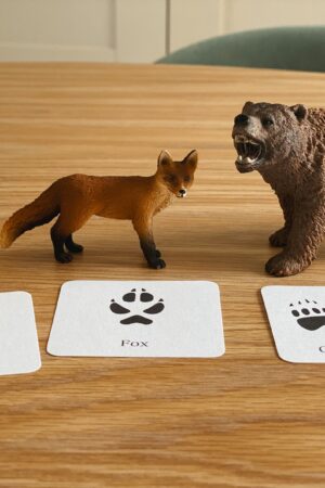 Animal Track Mini Flashcards Unlock the Secrets of Nature's Footprints