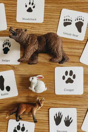 Animal Track Mini Flashcards Unlock the Secrets of Nature's Footprints