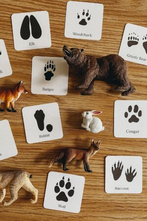 Animal Track Mini Flashcards Unlock the Secrets of Nature's Footprints