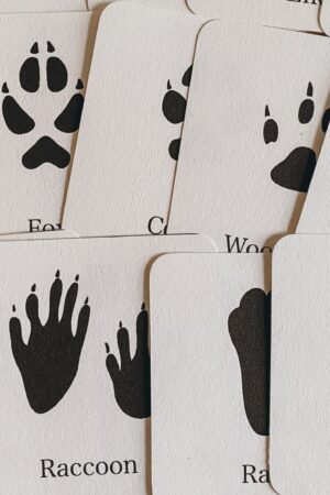 Animal Track Mini Flashcards Unlock the Secrets of Nature's Footprints