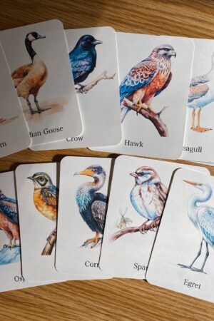 Discover the World of Birds Printable Flashcards for Nature Enthusiasts