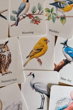 Discover the World of Birds Printable Flashcards for Nature Enthusiasts