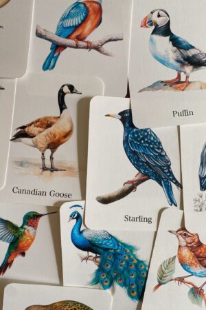 Discover the World of Birds Printable Flashcards for Nature Enthusiasts