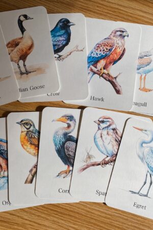 Discover the World of Birds Printable Flashcards for Nature Enthusiasts