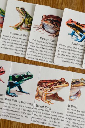 Discover the World of Frogs Printable Flashcards for Nature Science Exploration