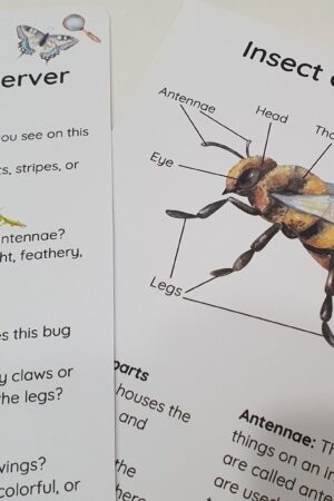 Bug Explorer's Paradise Unleash Your Child's Curiosity with Our Entomology Lab Pretend Play Set