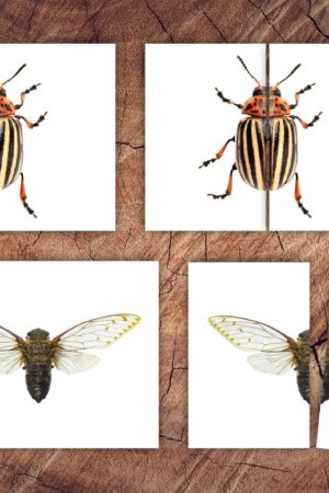 Engaging Insect Symmetry Puzzles and Matching Cards for Toddler Preschool Learning