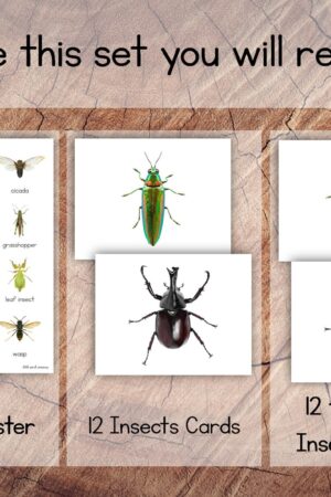 Engaging Insect Symmetry Puzzles and Matching Cards for Toddler Preschool Learning