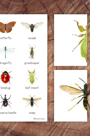 Engaging Insect Symmetry Puzzles and Matching Cards for Toddler Preschool Learning