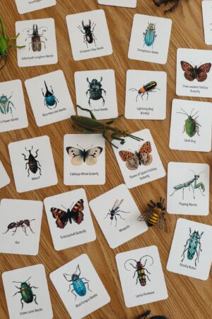 Explore the Wonders of Nature Printable Insect Flashcards for Homeschooling and Nature Study