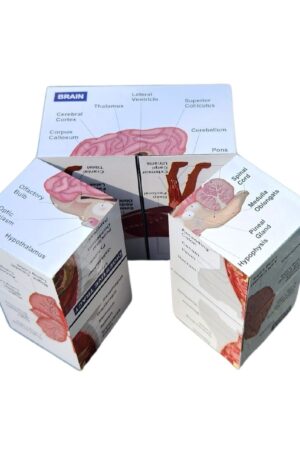 Vetmed Anatomy Study Cube Master Canine Anatomy for VTNE and Vet Tech Success