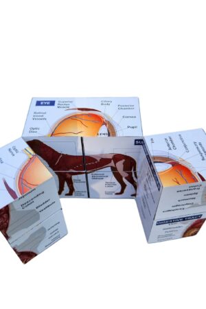 Vetmed Anatomy Study Cube Master Canine Anatomy for VTNE and Vet Tech Success