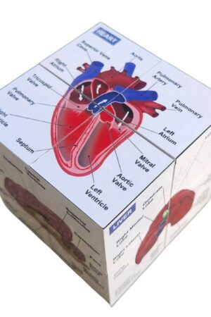 Vetmed Anatomy Study Cube Master Canine Anatomy for VTNE and Vet Tech Success