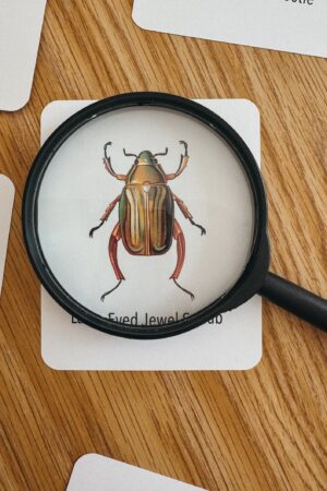 Explore the Wonders of Nature Printable Insect Flashcards for Homeschooling and Nature Study