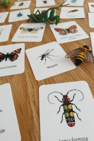 Explore the Wonders of Nature Printable Insect Flashcards for Homeschooling and Nature Study