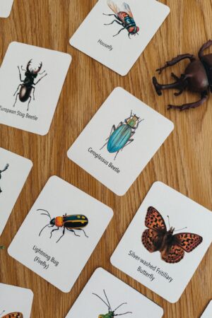 Explore the Wonders of Nature Printable Insect Flashcards for Homeschooling and Nature Study