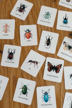 Explore the Wonders of Nature Printable Insect Flashcards for Homeschooling and Nature Study