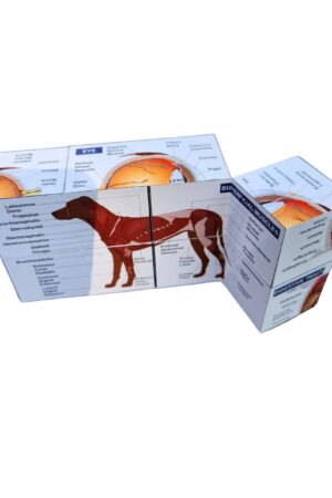 Vetmed Anatomy Study Cube Master Canine Anatomy for VTNE and Vet Tech Success