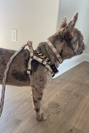 Luxury Checkered Harness and Leash Elevate Your Dog's Style and Safety