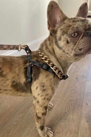 Luxury Checkered Harness and Leash Elevate Your Dog's Style and Safety