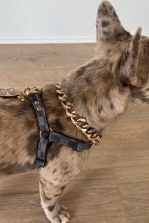 Luxury Checkered Harness and Leash Elevate Your Dog's Style and Safety